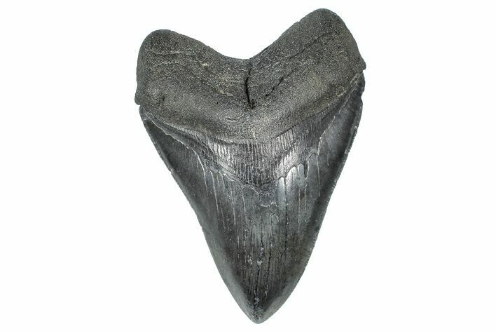 Serrated, Fossil Megalodon Tooth - South Carolina #367963